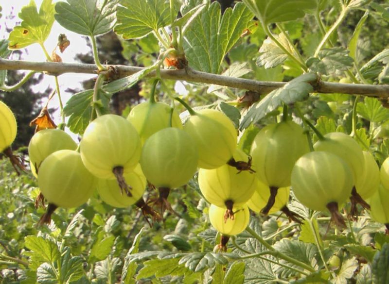 出售树莓、灯笼果、黑加仑