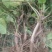 金银花1米以下