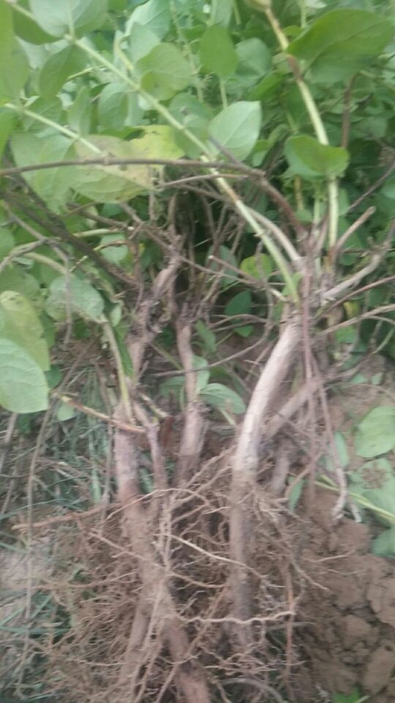 金银花1米以下