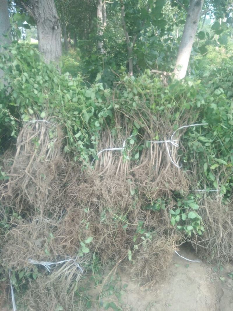 金银花1米以下