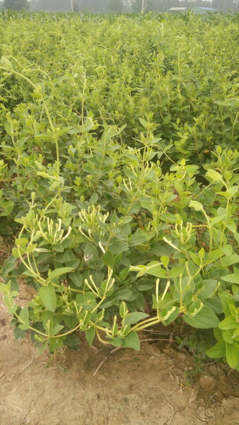 金银花1米以下