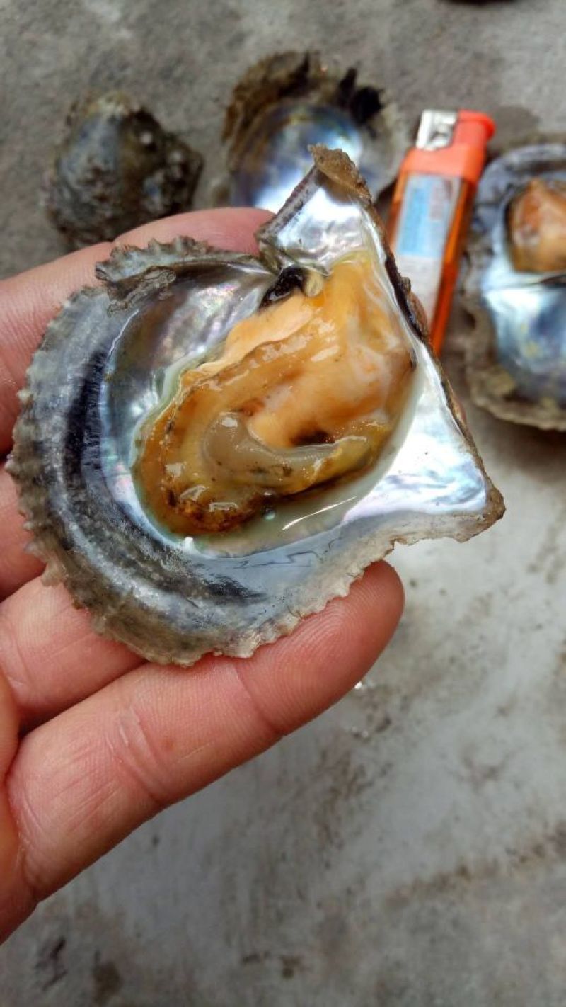 养殖珍珠贝，珍珠螺