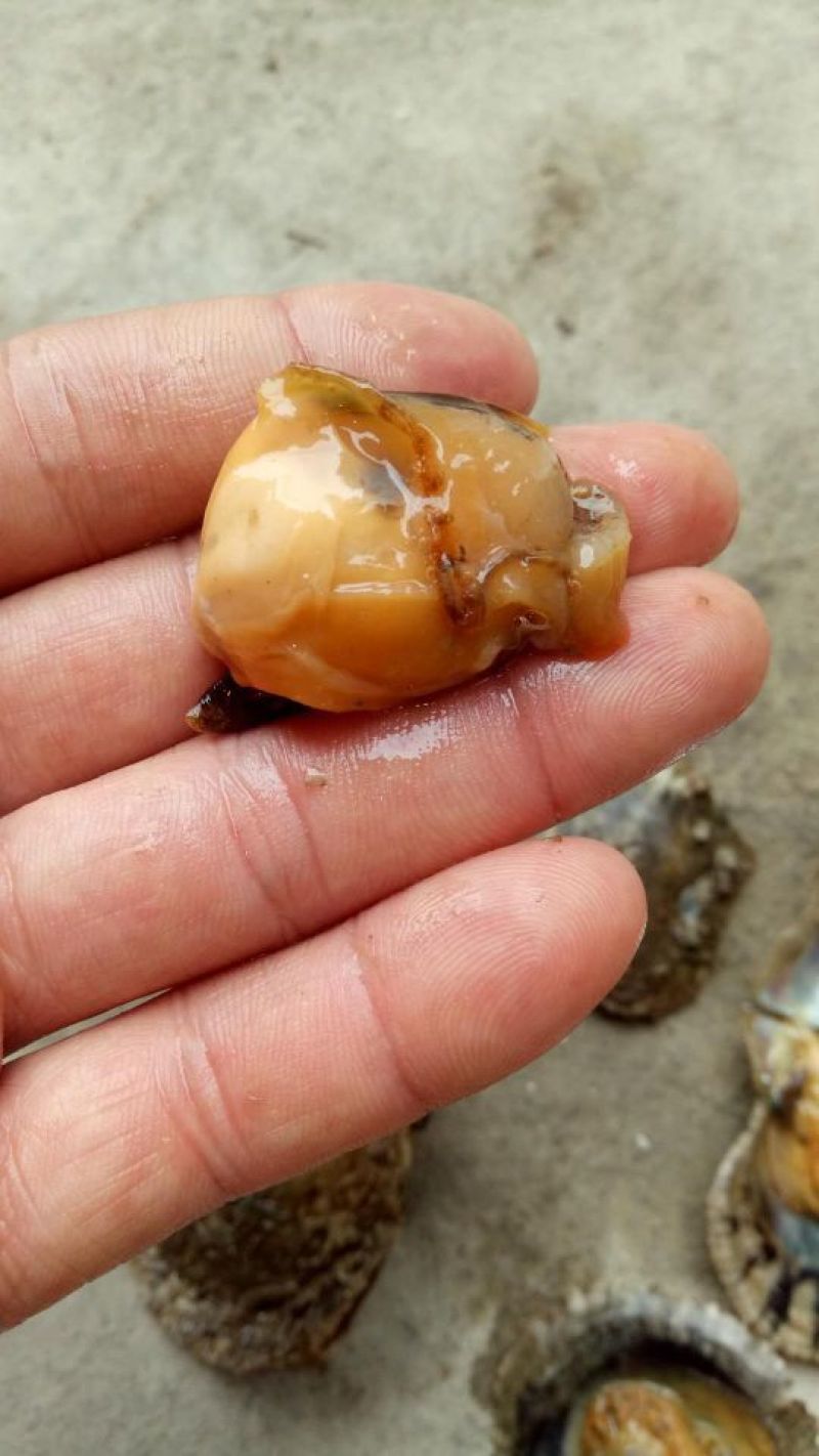 养殖珍珠贝，珍珠螺