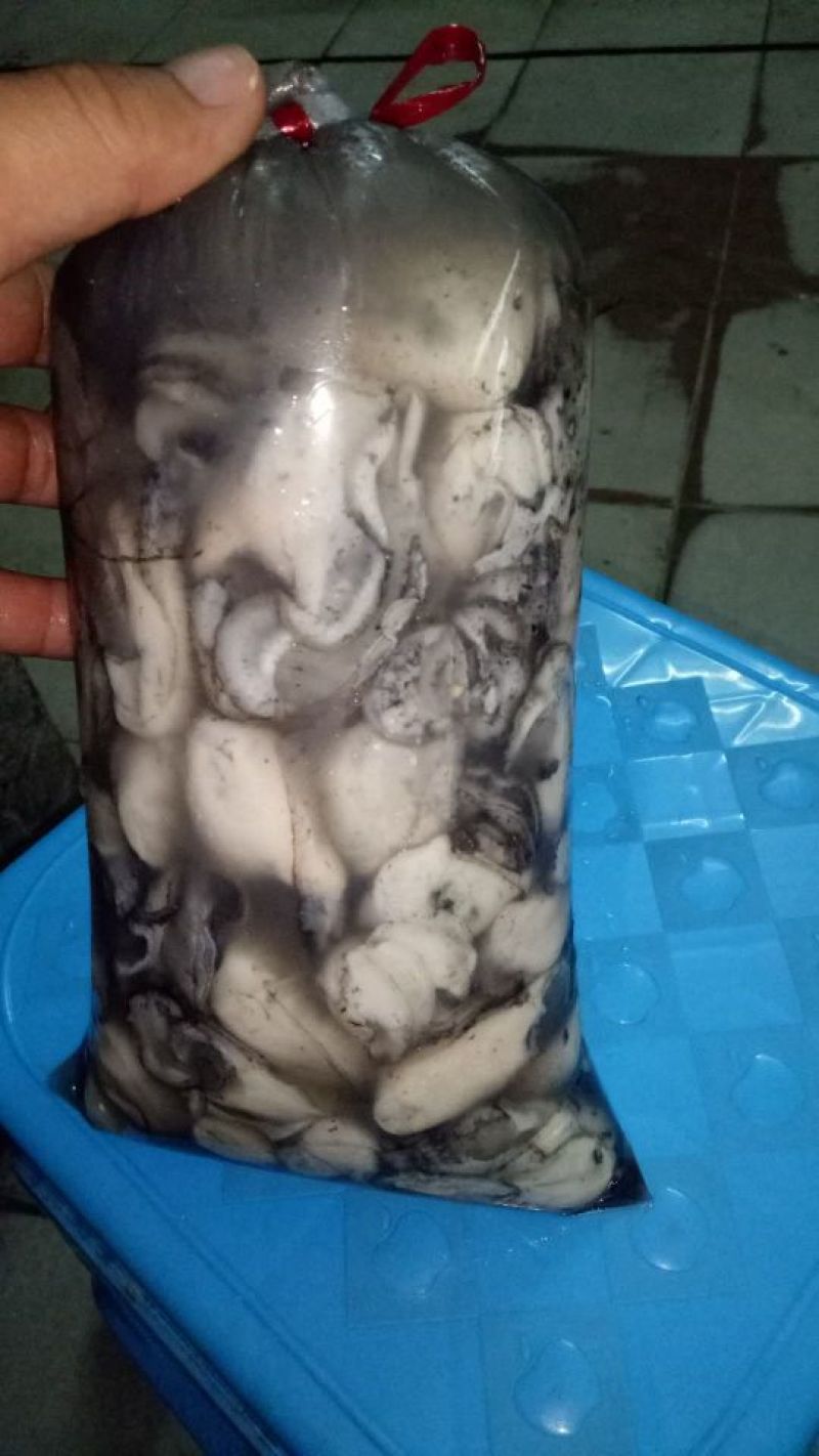 养殖珍珠贝，珍珠螺