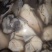 养殖珍珠贝，珍珠螺