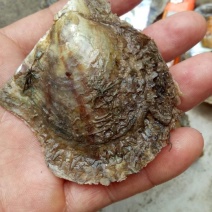 养殖珍珠贝，珍珠螺