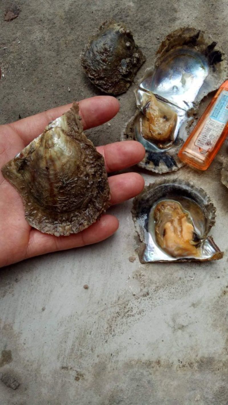 养殖珍珠贝，珍珠螺