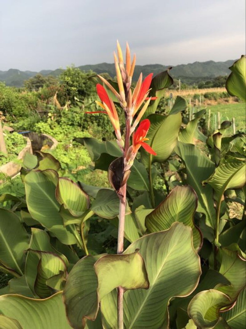 蕉芋粉袋装