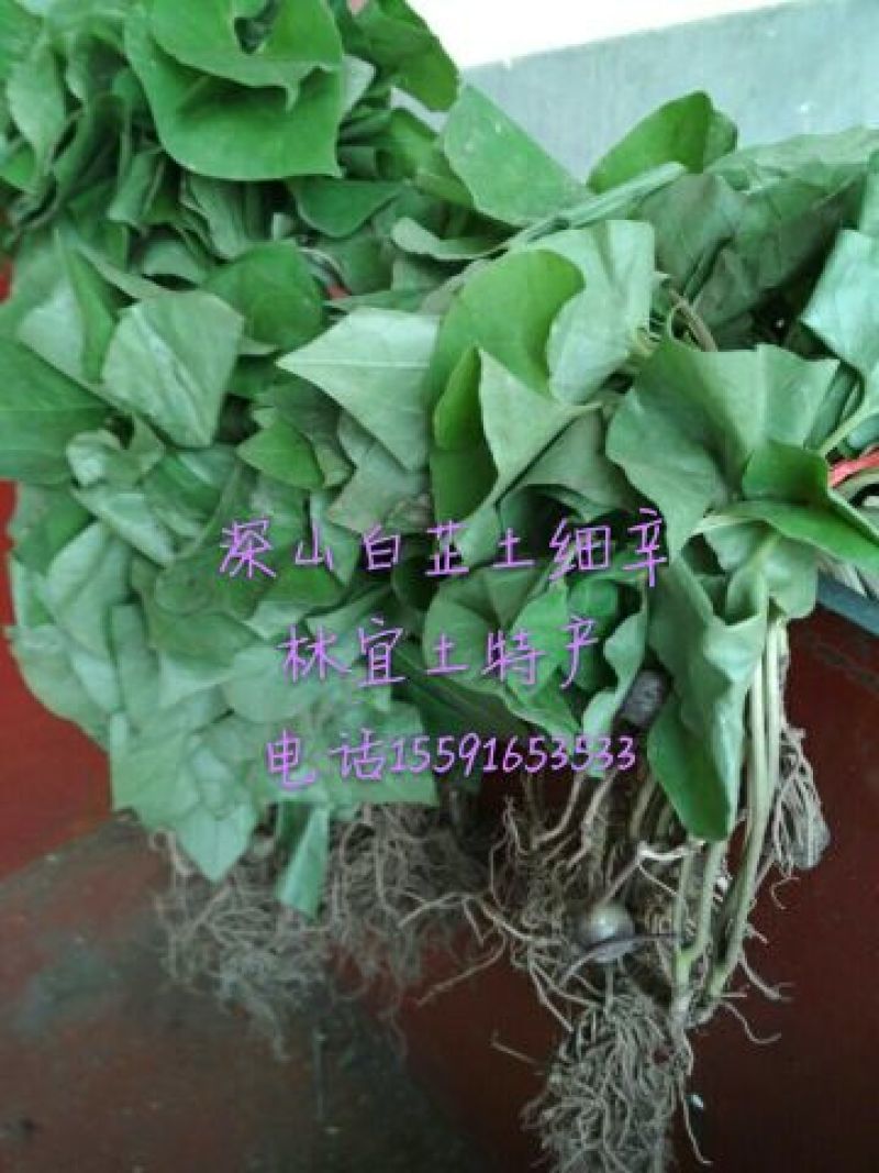 土细辛（马蹄莲）