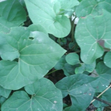 土细辛（马蹄莲）
