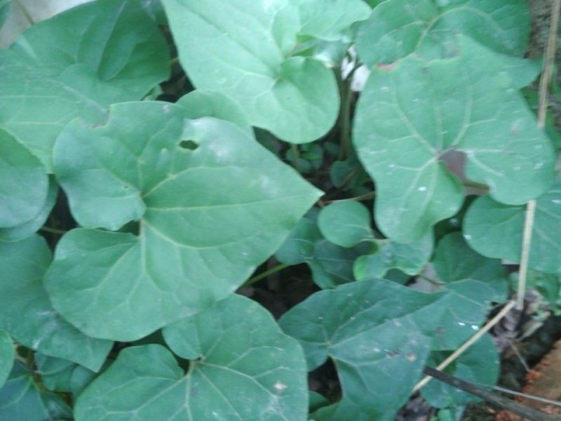 土细辛（马蹄莲）