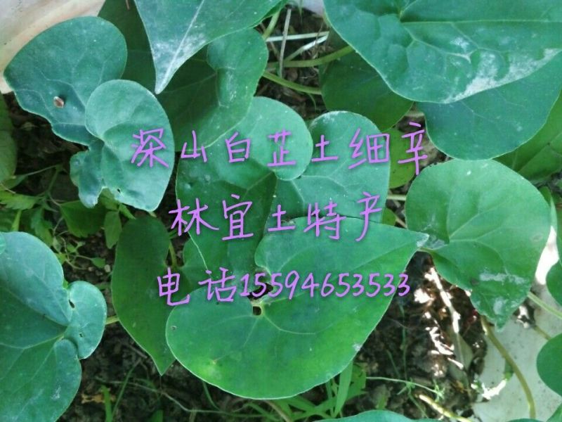 土细辛（马蹄莲）