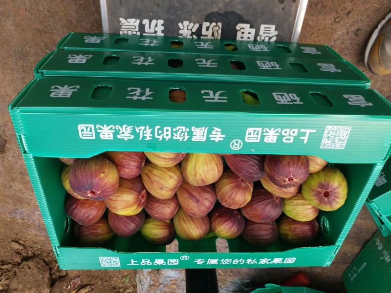 【水果商城】波姬红无花果口感纯正现摘现发可批发可零售