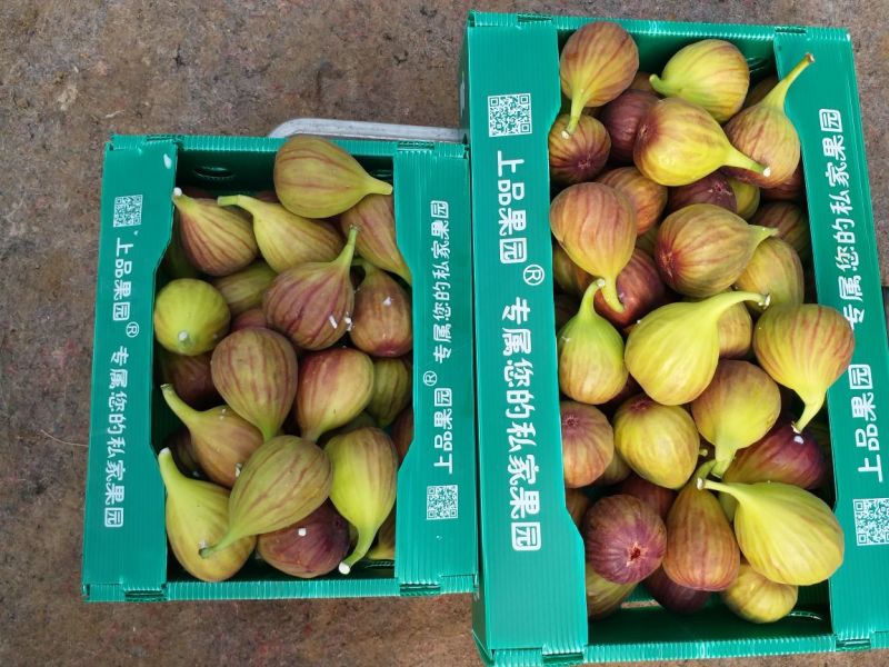 【水果商城】波姬红无花果口感纯正现摘现发可批发可零售
