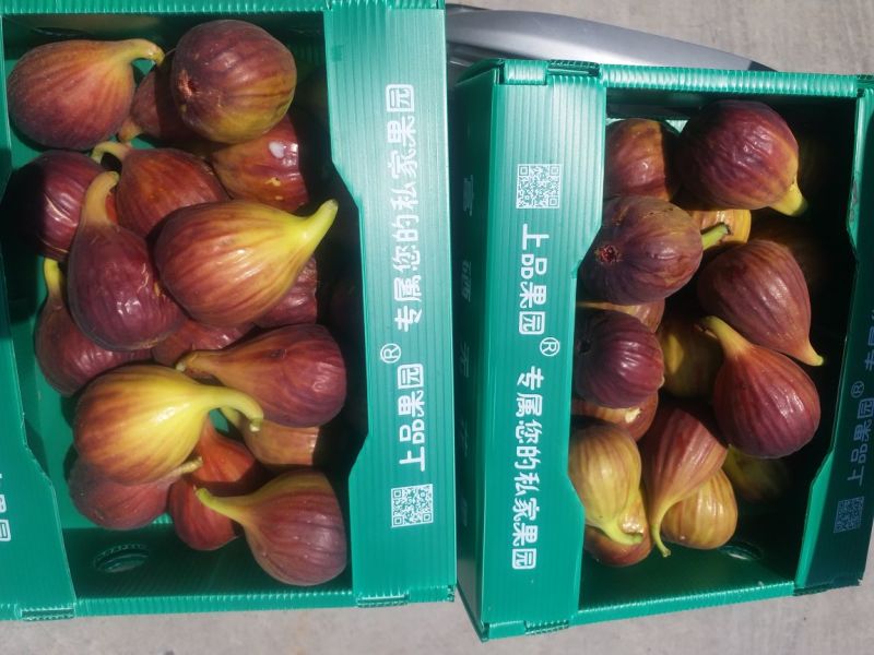 【水果商城】波姬红无花果口感纯正现摘现发可批发可零售