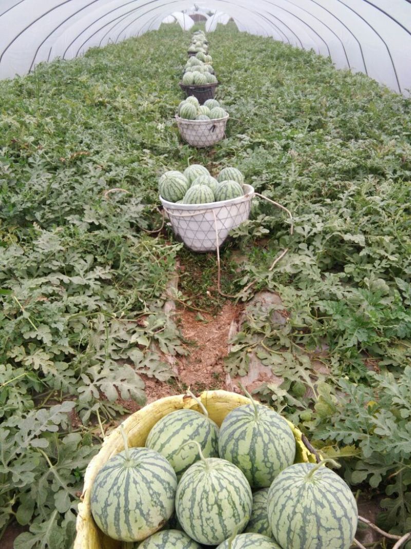 精品美都，口口脆西瓜五十亩，包熟包甜