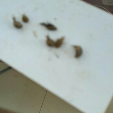 野生蚁狮，个大，活的，干的都有价格合适