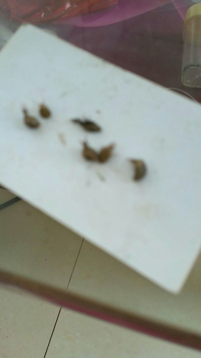 野生蚁狮，个大，活的，干的都有价格合适