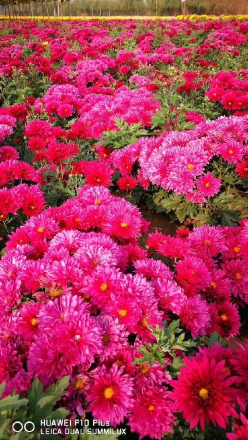 新品观赏菊花🌷菊花没有出售🌷