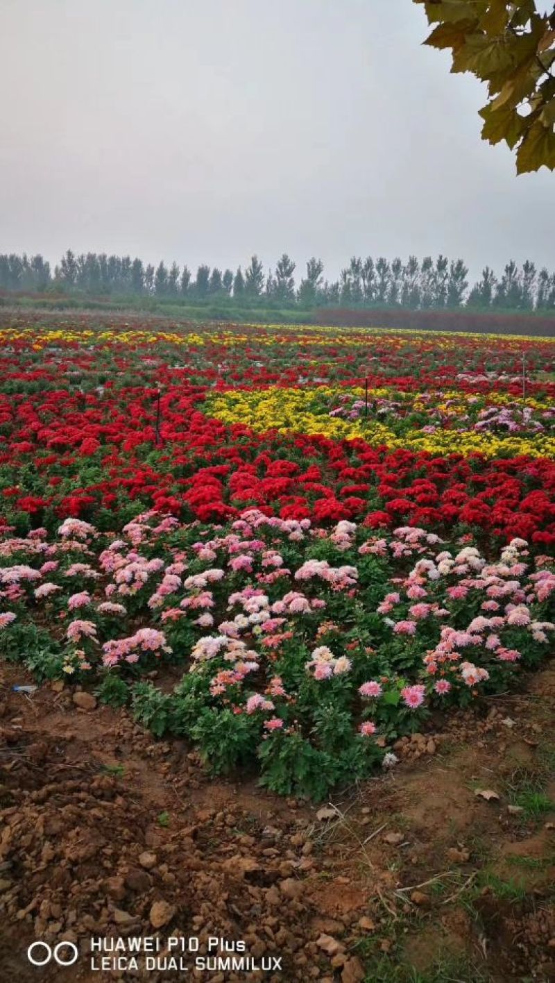新品观赏菊花🌷菊花没有出售🌷