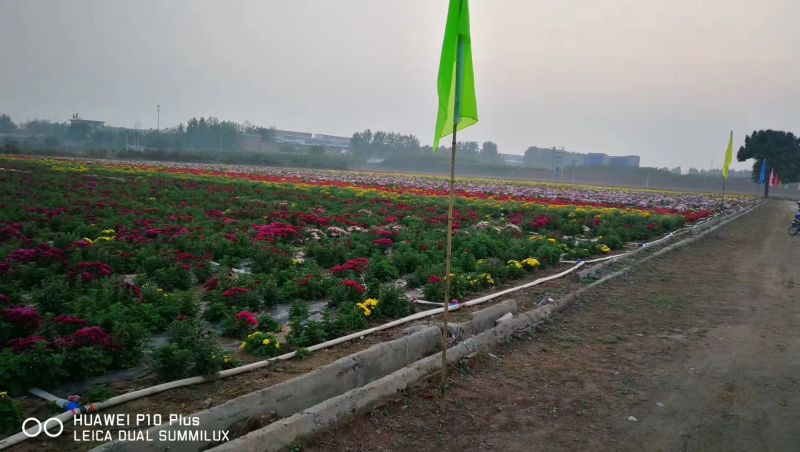 新品观赏菊花🌷菊花没有出售🌷