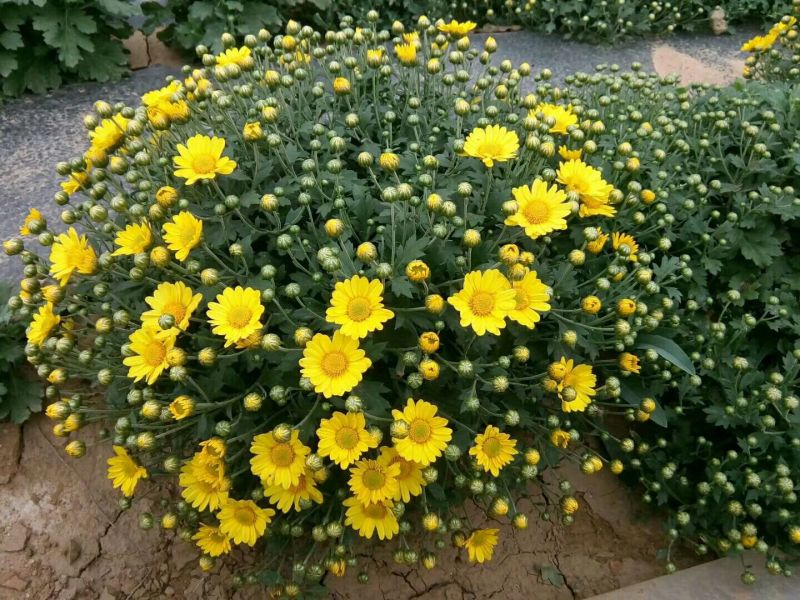 新品观赏菊花🌷菊花没有出售🌷
