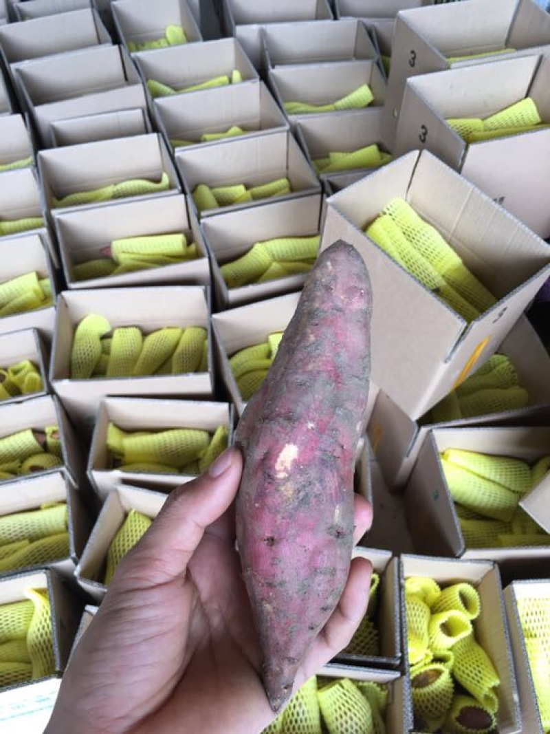 西瓜红广西巴马红西瓜红蜜薯，一件代发