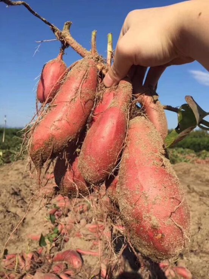 西瓜红广西巴马红西瓜红蜜薯，一件代发