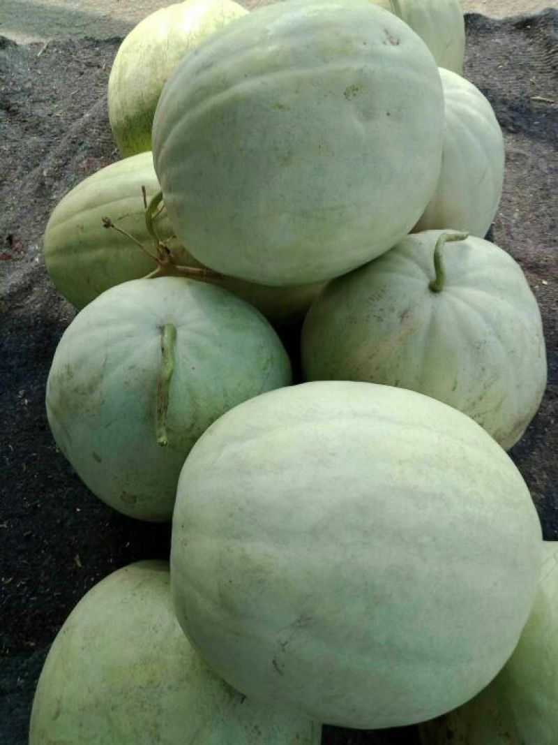 生茬白沙地三白西瓜，个头大，蜜甜