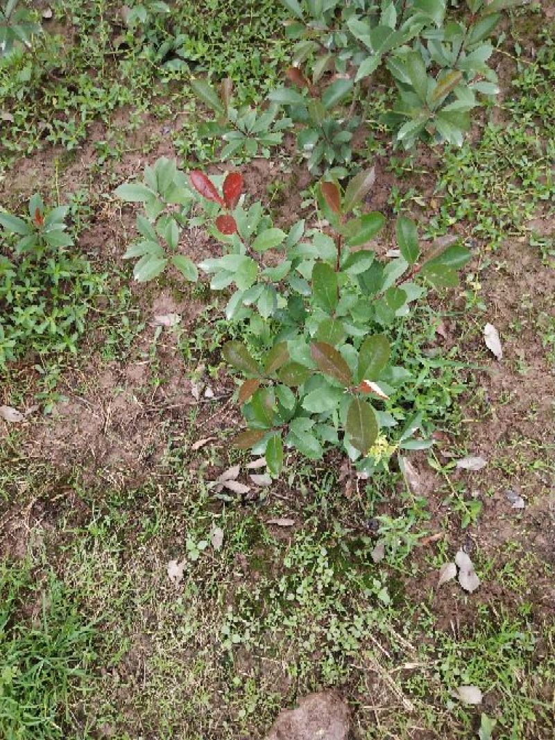 红叶石楠笼子
