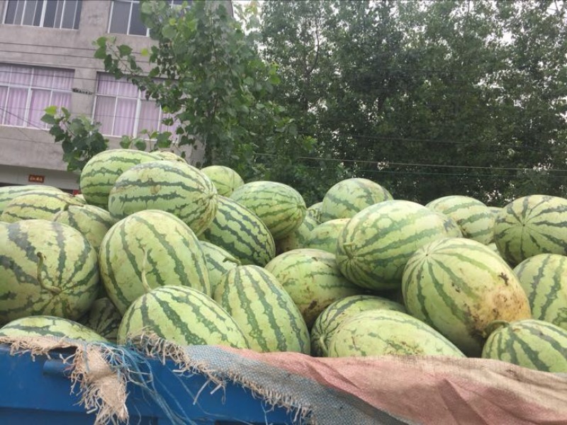 ❤️❤️西农八号！❤️❤️