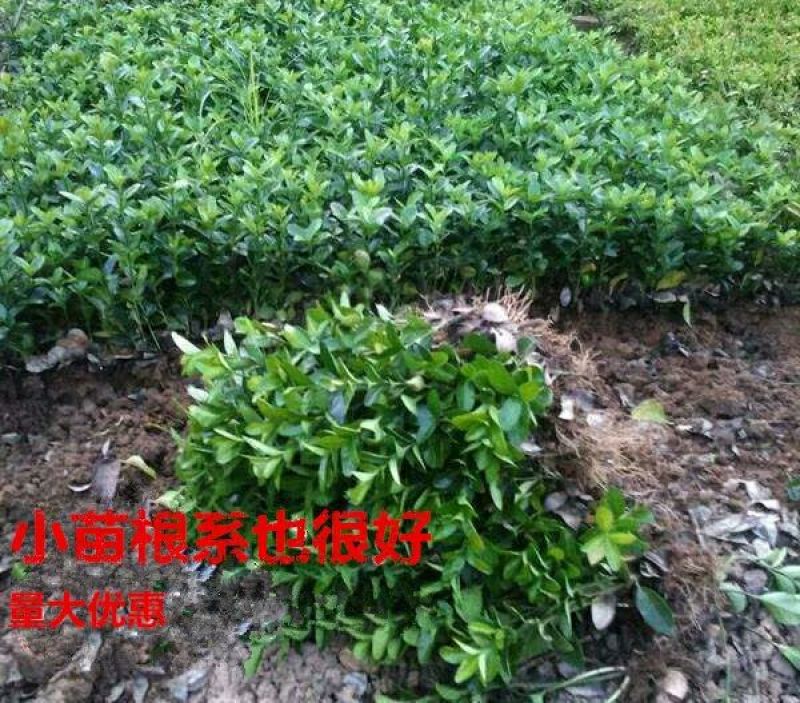 冬青苗四季常青