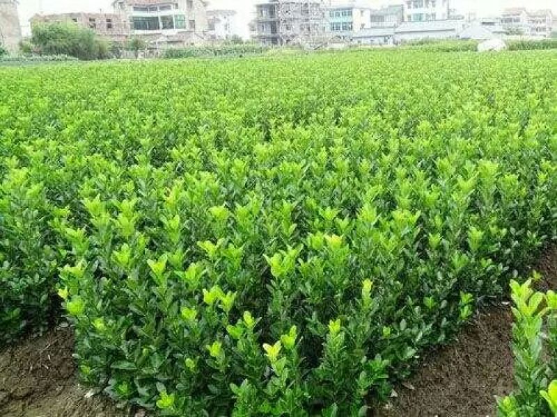 冬青苗四季常青