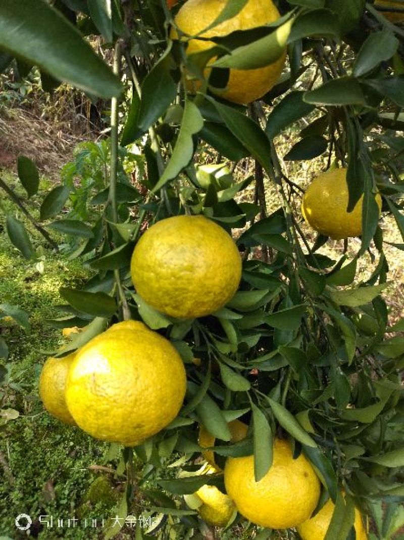 湖南省怀化市芷江侗族自治县禾梨坳乡山地优质黄金贡柚。