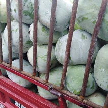 冬瓜