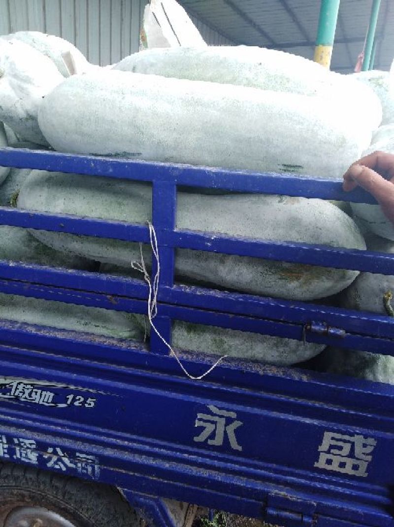 冬瓜