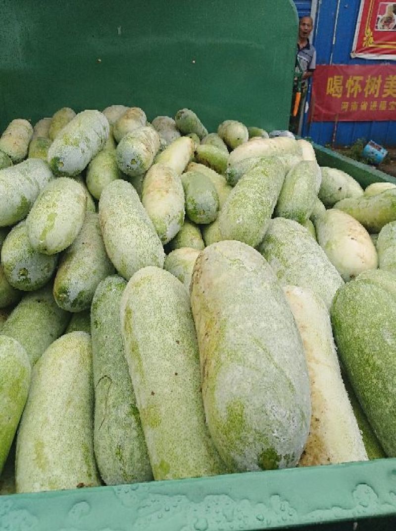 冬瓜