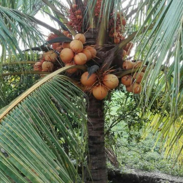 椰子树金揶