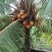 椰子树金揶