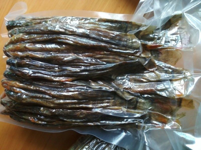 刚秋鱼