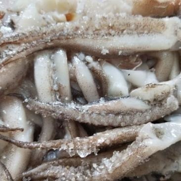 鱿鱼食用冰冻