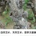 黑木耳