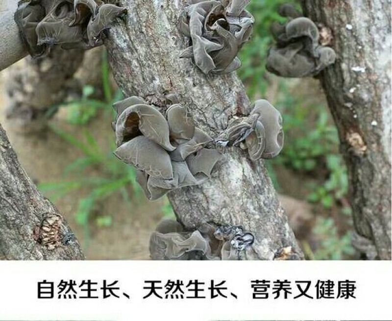 黑木耳