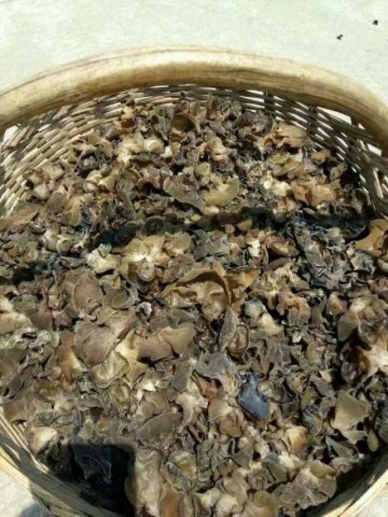 黑木耳