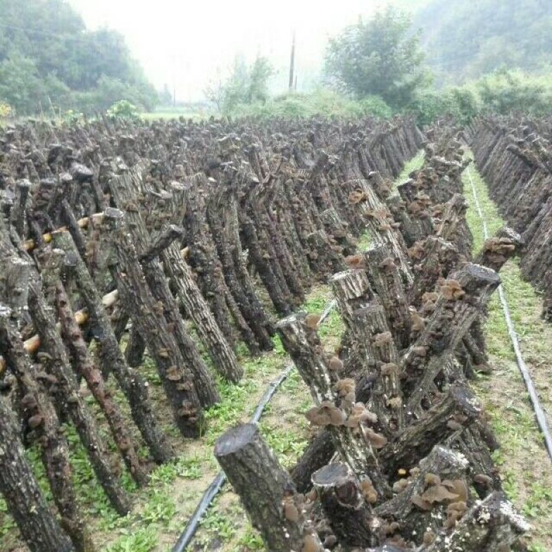 黑木耳