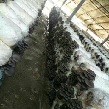 平菇高产菌棒