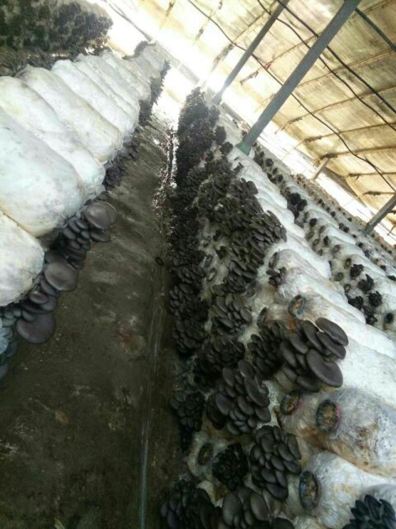 平菇高产菌棒