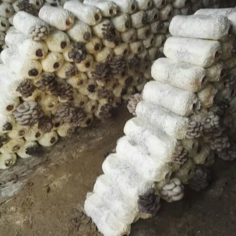 平菇高产菌棒