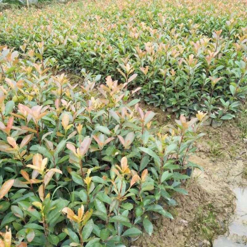 红叶石楠