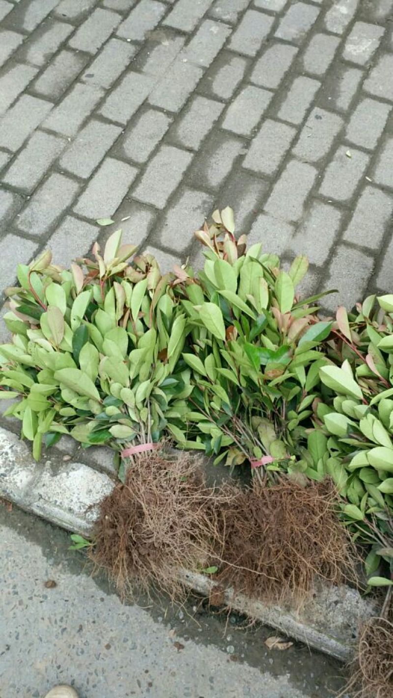 红叶石楠